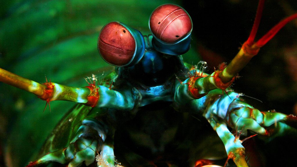 27 atlantis infiniti liveaboard philippines peacock mantis shrimp