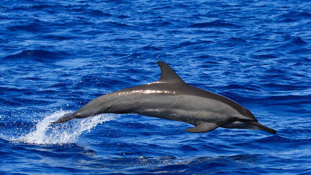 28 dive mirissa sri lanka dolphin