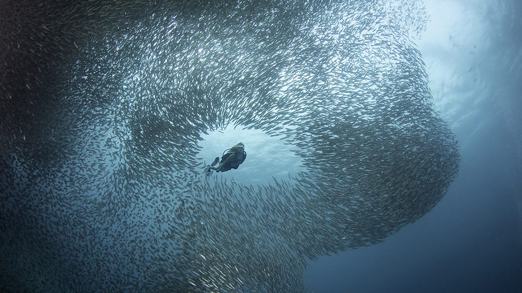 29 atlantis infiniti liveaboard philippines moalboal sardine run