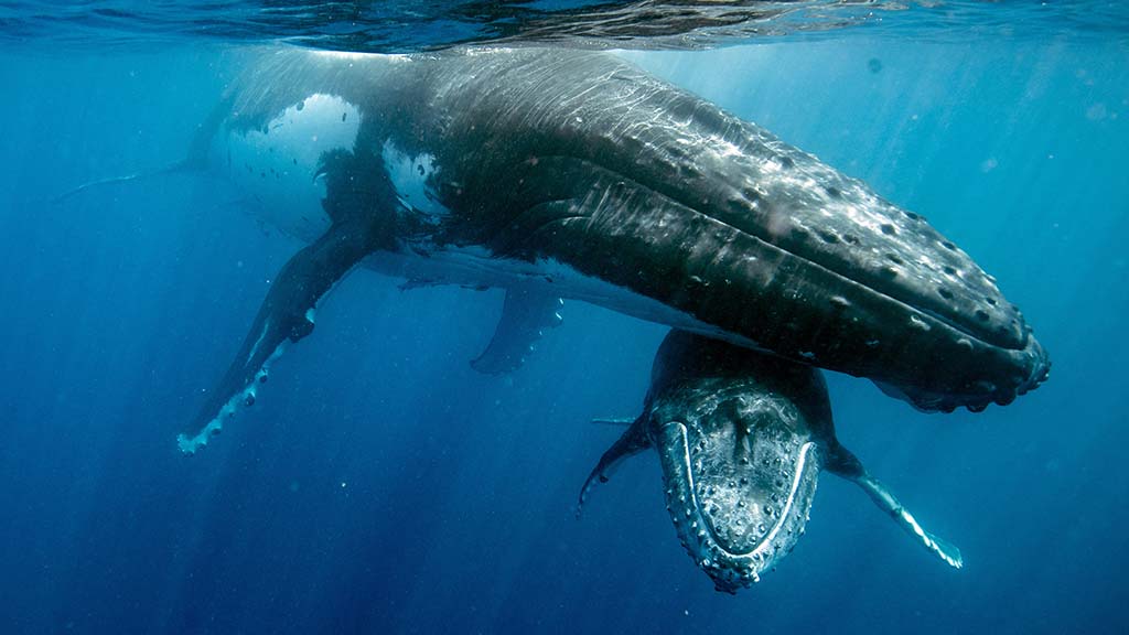 3 awesome whale adventures haapai tonga humpback mother calf