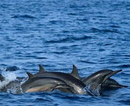 3 dive kalpitya sri lanka dolphins feature