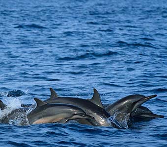 3 dive kalpitya sri lanka dolphins feature