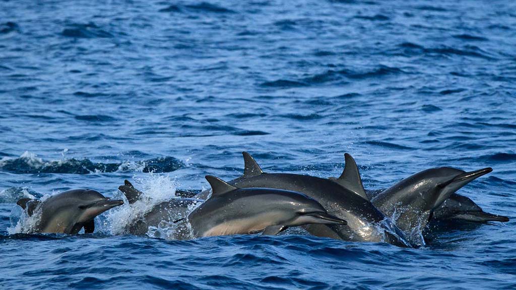 3 dive kalpitya sri lanka dolphins