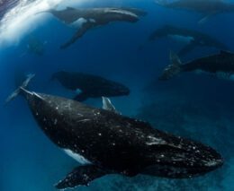 3 swimming with the gentle giants vavau tonga whale heat run credit scott portelli feature340