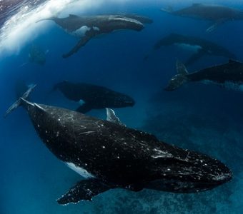 3 swimming with the gentle giants vavau tonga whale heat run credit scott portelli feature340