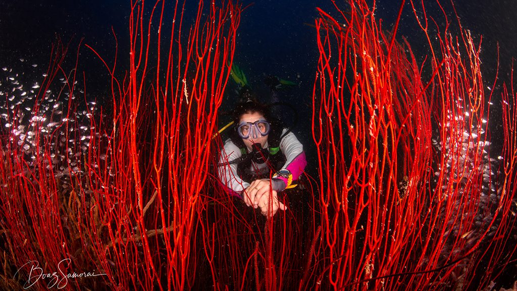 30 atlantis infiniti liveaboard philippines diver whip coral