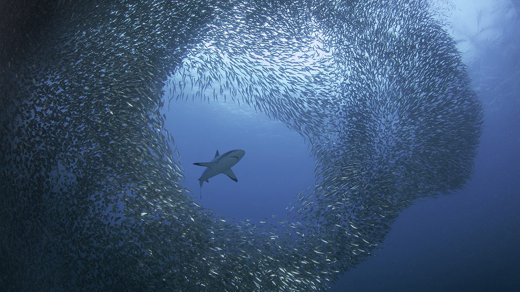 31 atlantis infiniti liveaboard philippines blacktip shark sardine run