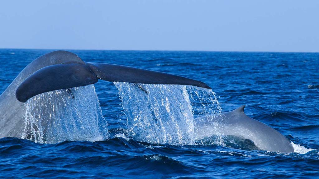 31 dive mirissa sri lanka blue whale tail