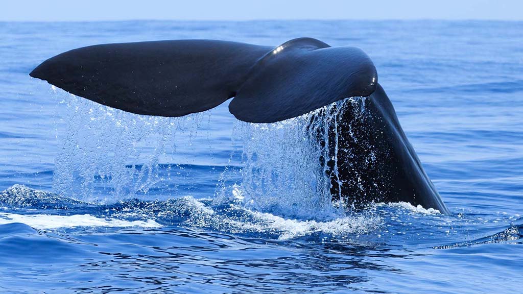 32 dive mirissa sri lanka blue whale tail