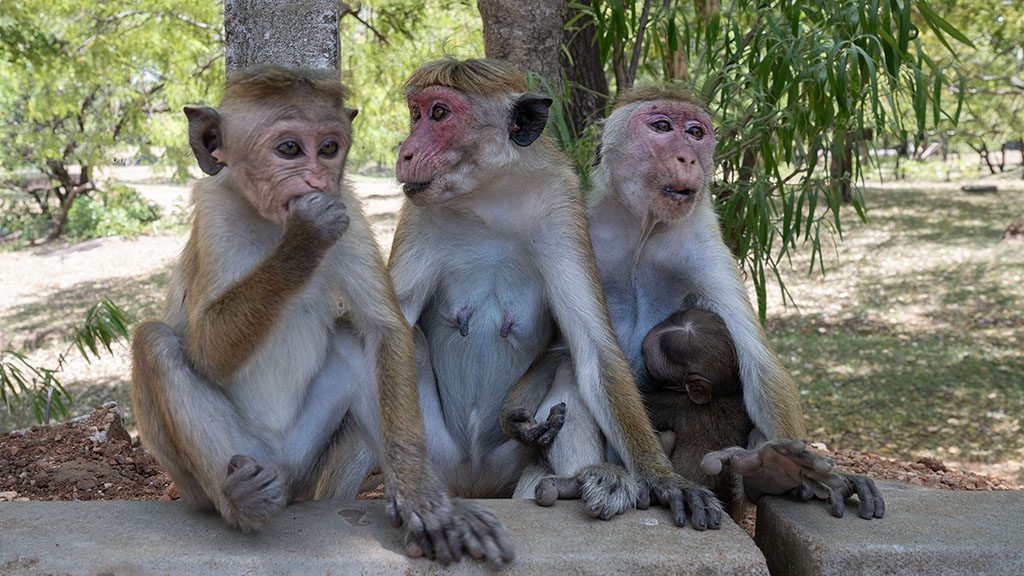 36 culture polonnaruwa sri lanka monkeys