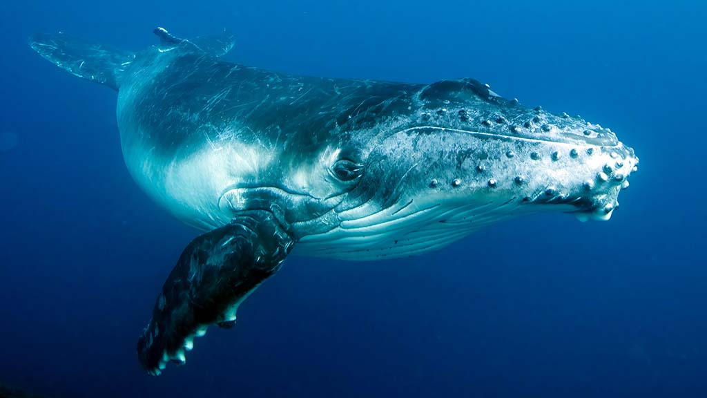 4 awesome whale adventures haapai tonga humpback calf