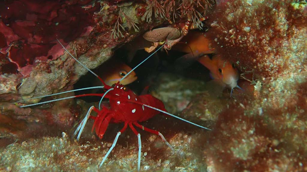 4 dive kalpitya sri lanka red shrimp