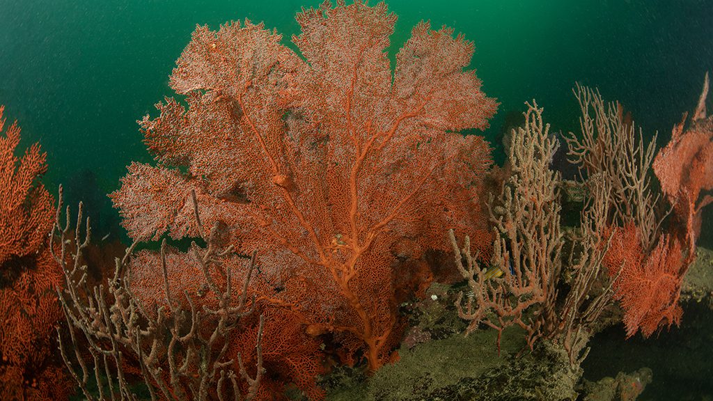 40 dive batticaloa sri lanka lady mccallum red soft coral