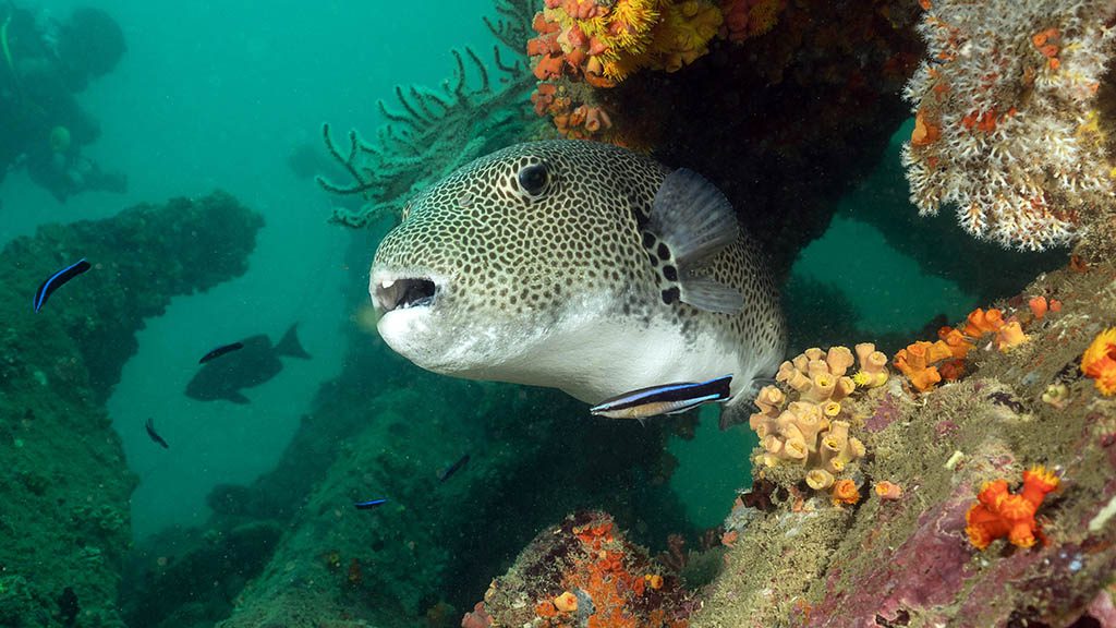 44 dive batticaloa sri lanka british sargeant wreck mosaic puffer