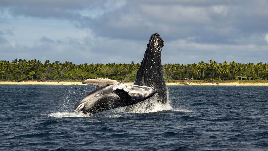 5 awesome whale adventures haapai tonga breaching whales