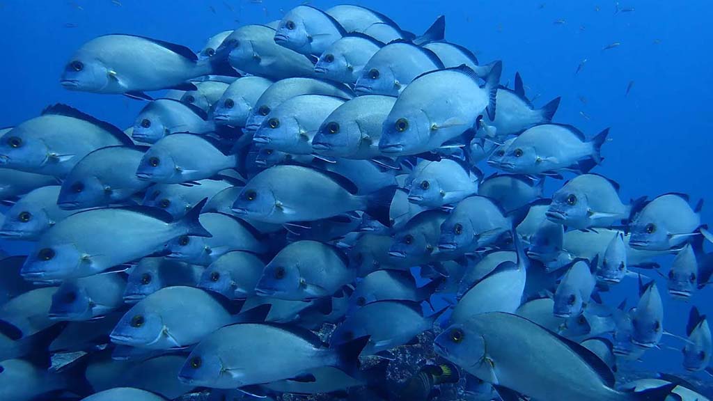 5 dive kalpitya sri lanka schooling snapper