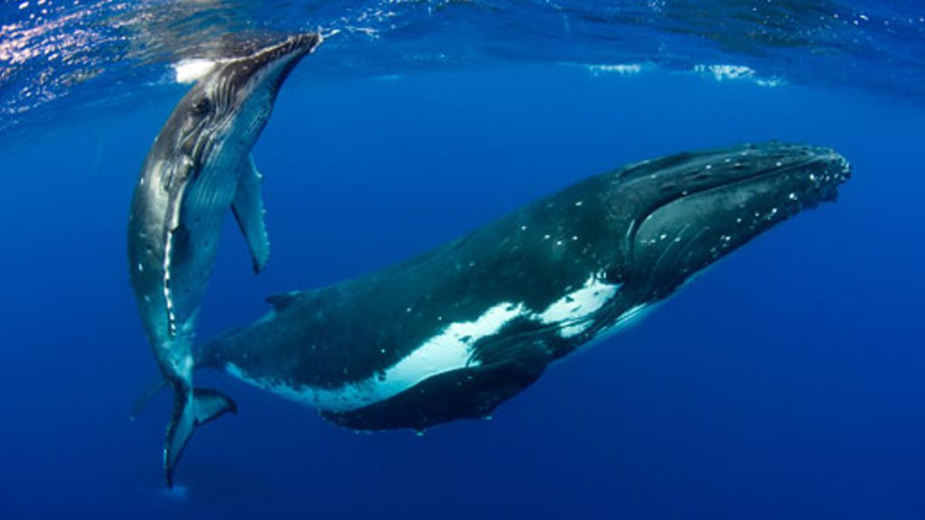 6 swimming with the gentle giants vavau tonga whale mother and calf credit scott