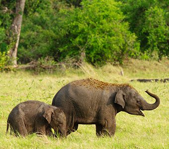 7 safari minneriya sri lanka elephant calves feature