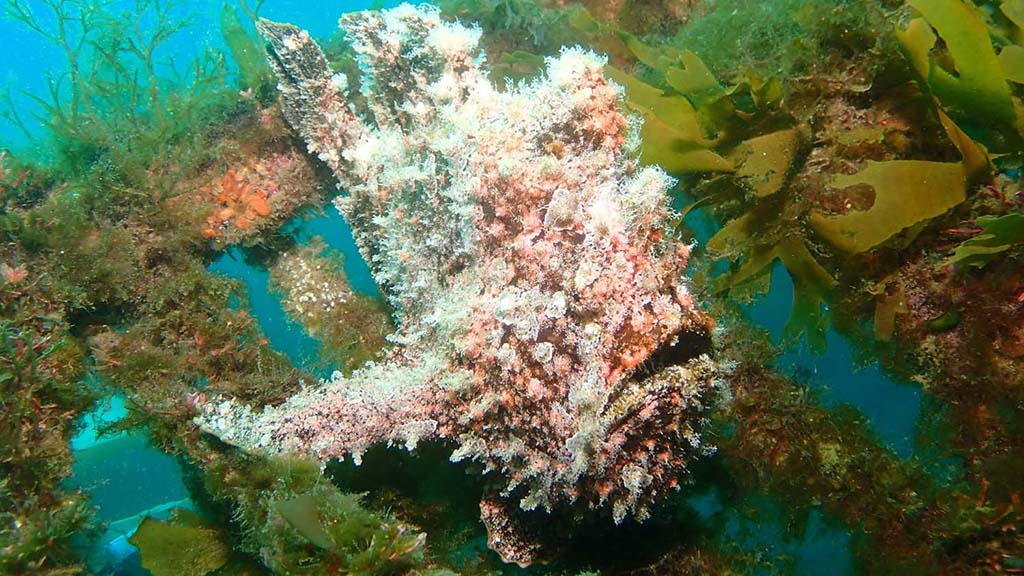 8 dive osezaki japan frogfish