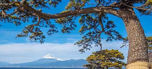 Nigel Marsh Photography: Japan Dive Safari