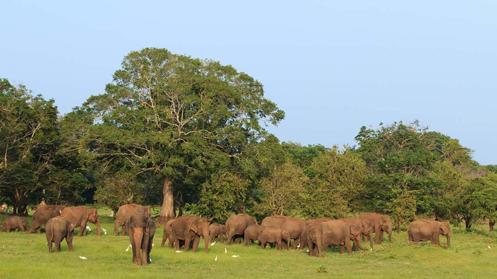 9 safari minneriya sri lanka elephant herd