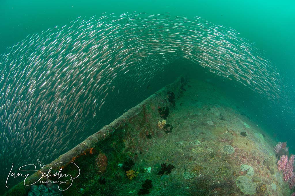 British sergeant sardines on bow 1024