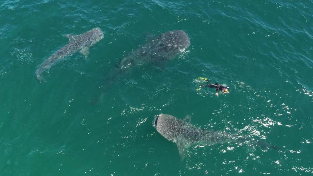 10 nautilus fleet liveaboard socorro baja mexico ultimate whale sharks swimming