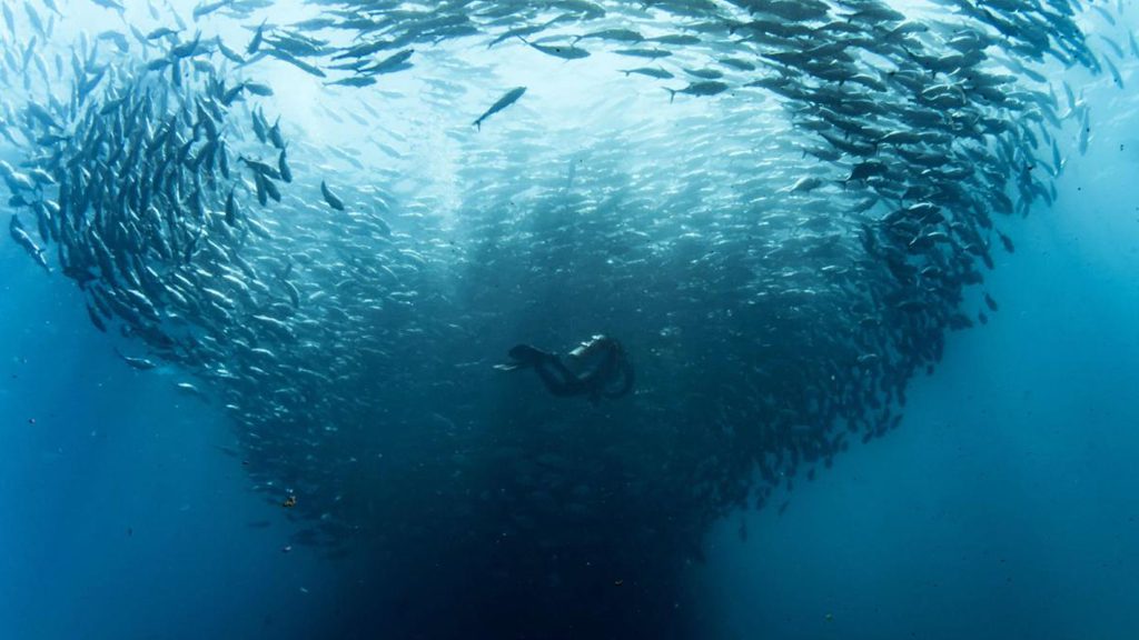 12 nautilus fleet liveaboard socorro baja mexico sea of cortez tornado fish diver