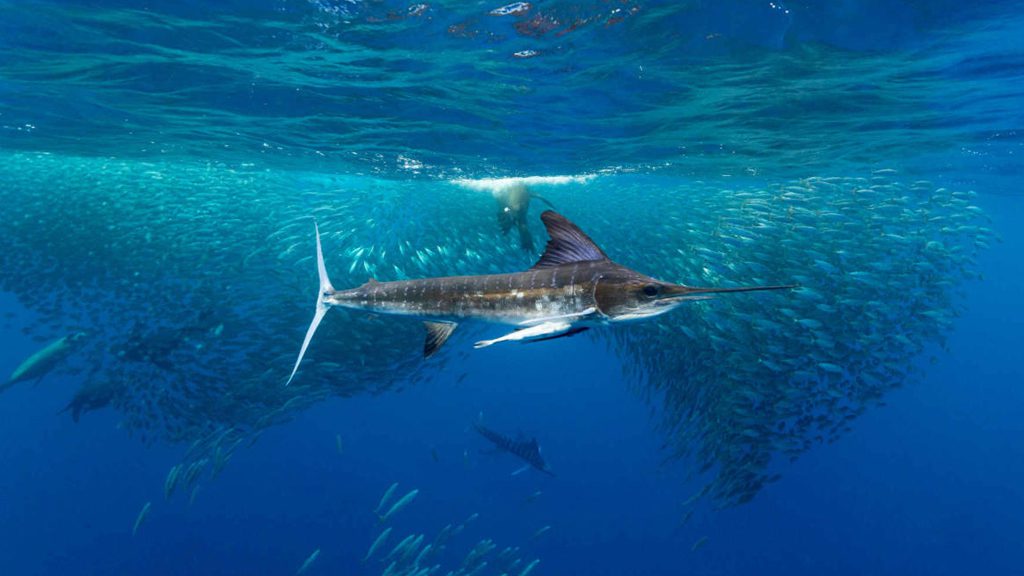 13 nautilus fleet liveaboard socorro baja mexico school of marlins