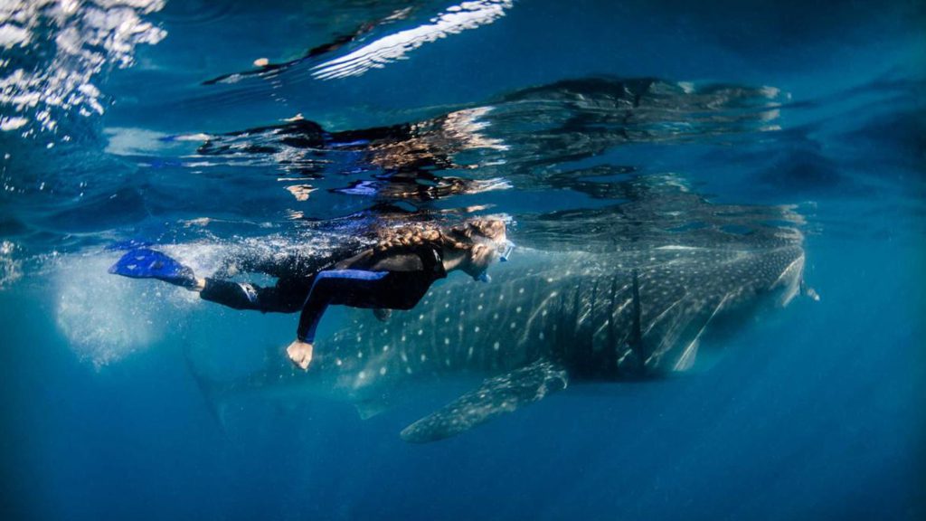 5 nautilus fleet liveaboard socorro baja mexico baja ultimate whale sharks amanda cotton