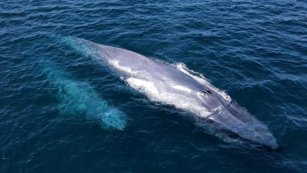 6 nautilus fleet liveaboard socorro baja mexico baja ultimate blue whale david serradell 2