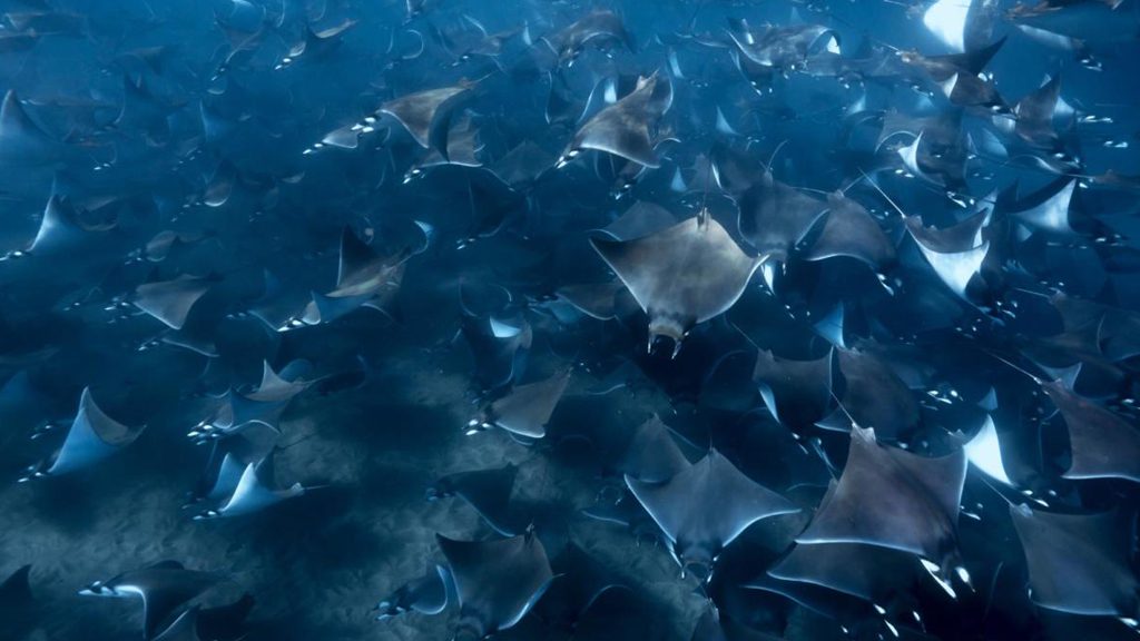 7 nautilus fleet liveaboard socorro baja mexico sea of cortez mobulas mantas