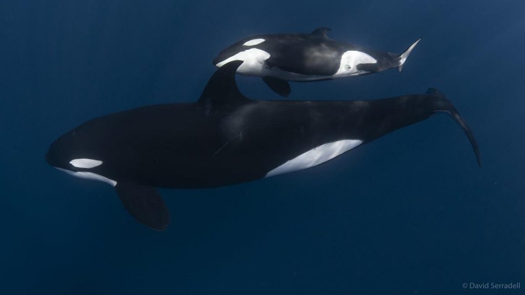 9 nautilus fleet liveaboard socorro baja mexico orcas