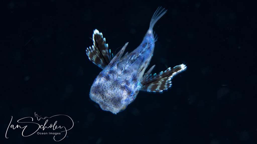 North sulawesi credit ian scholey blackwater diving