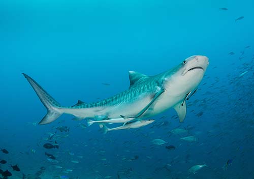 1 beqa lagoon resort cathedral sharkdive fiji tiger shark sp