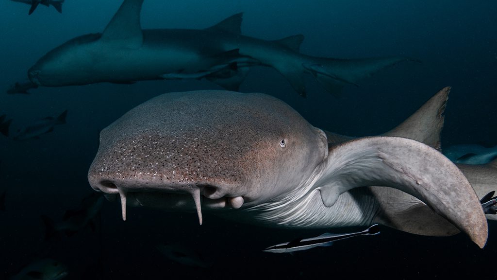 2 beqa lagoon resort cathedral sharkdive fiji nurse shark