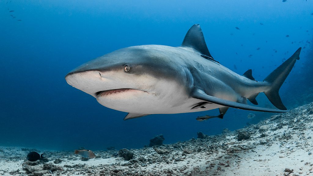 3 beqa lagoon resort cathedral sharkdive fiji bull shark