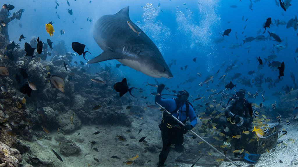 7 beqa lagoon resort cathedral sharkdive fiji tiger shark divers