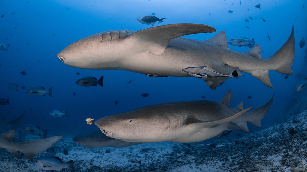 9 beqa lagoon resort cathedral sharkdive fiji nurse sharks