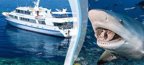 DEMA Special: Great Barrier Reef & Beqa Lagoon!