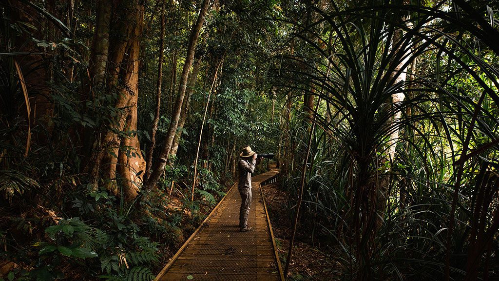 Fnq nature tours cairns lake barrine nature walk 1
