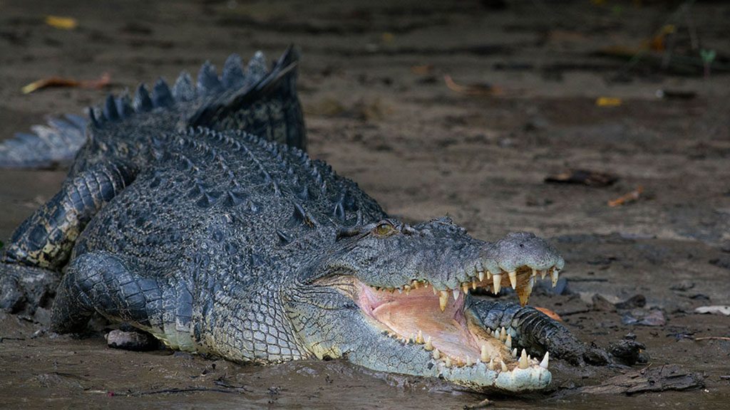 Fnq nature tours cairns salterwater crocodile on daintree river cruise