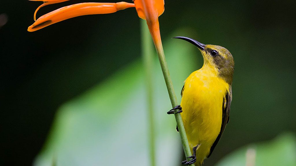 Fnq nature tours cairns sunbird