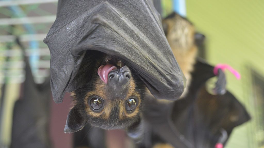 Fnq nature tours cairns tolga bat hospital 1