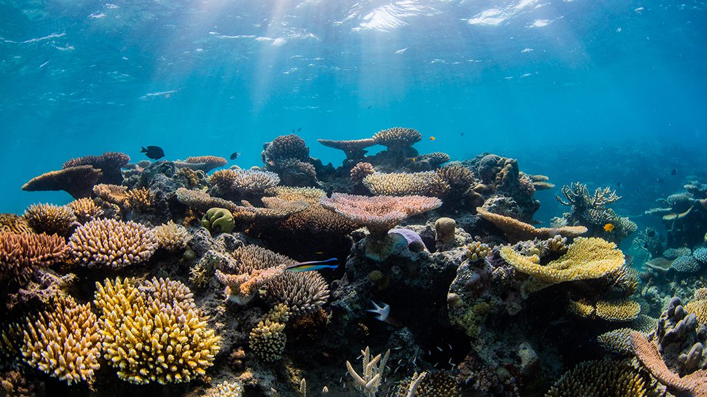 Great reef census reef top coral scene credit nicole mclachlan