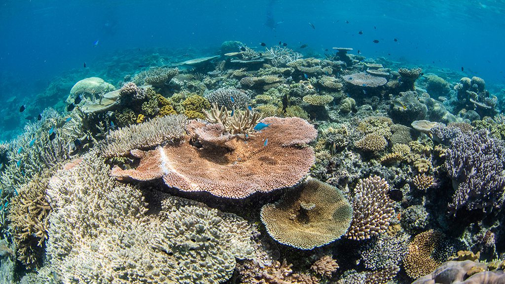 Great reef census reef top credit nicole mclachlan8