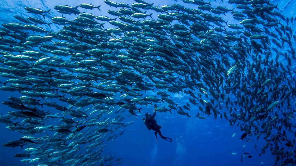 Header australia queensland spoilsport mike ball dive expeditions fish