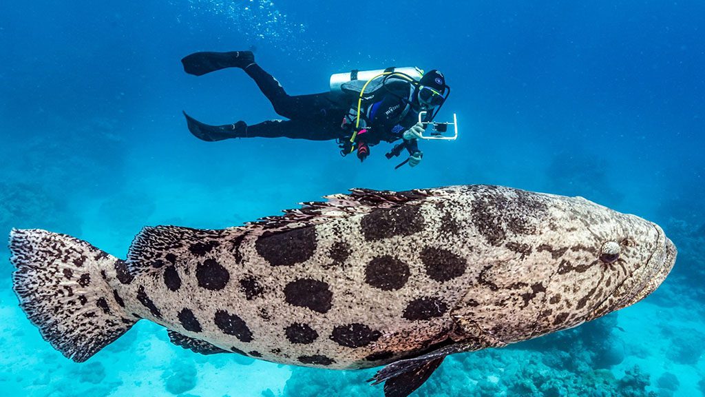 Mike ball dive expeditions spoilsport cod hole