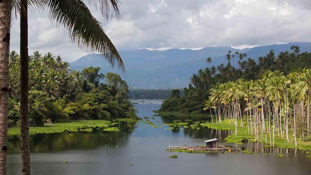 Wallacea dive cruise halmahera palm trees