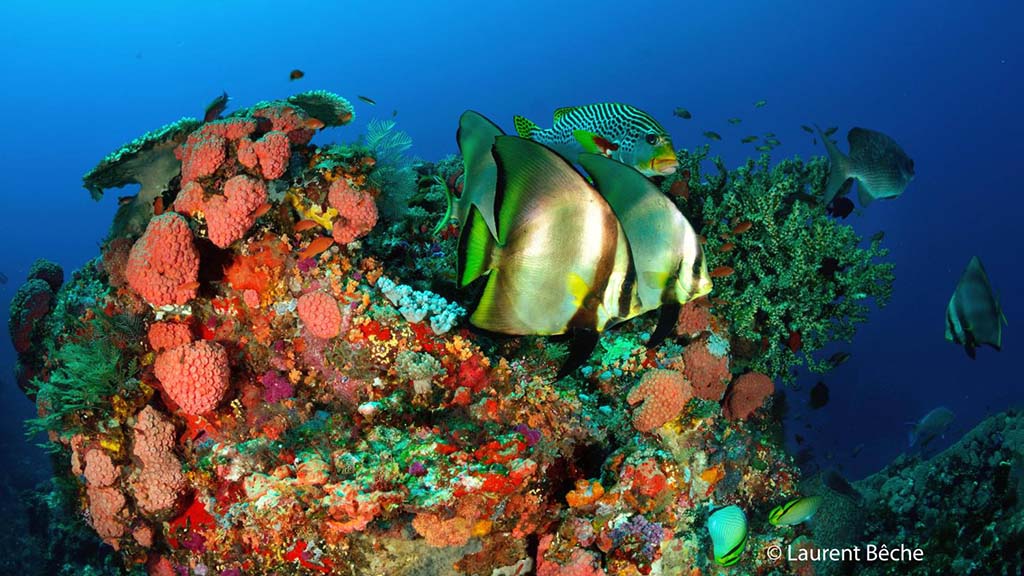 Wallacea dive cruise komodo batfish